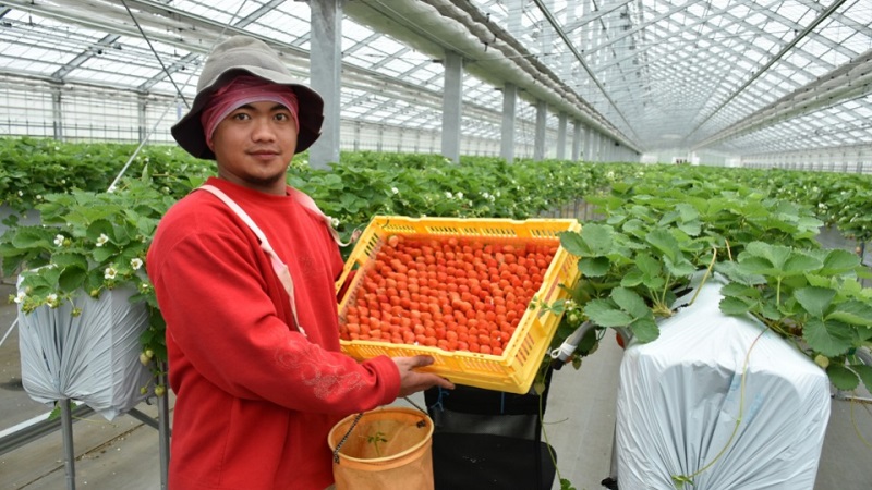 Du học Nhật Bản có những ngành nào - Ngành nông nghiệp