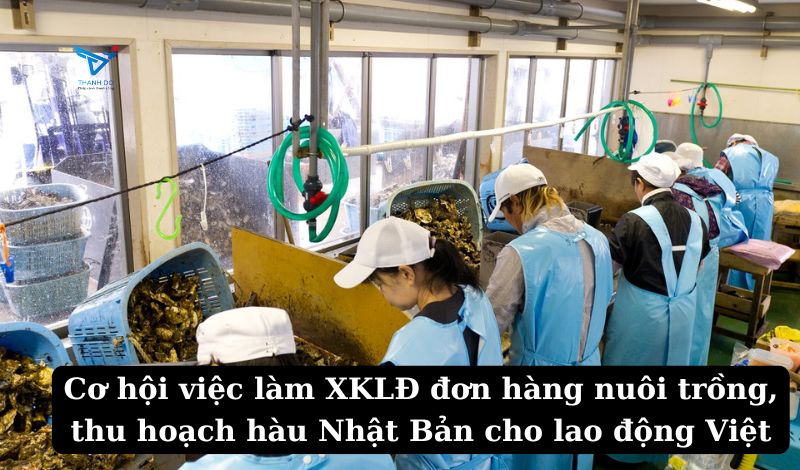 Cơ hội việc làm XKLĐ đơn hàng nuôi trồng, thu hoạch hàu Nhật Bản cho lao động Việt