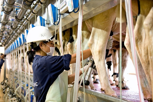 Công việc của kỹ sư nông nghiệp chăn nuôi