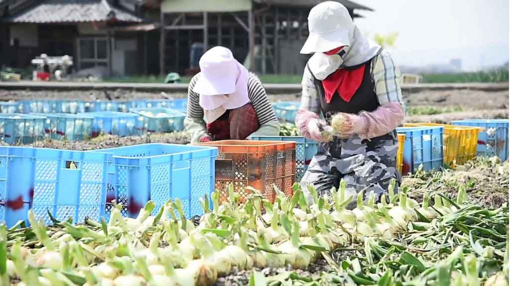 Công việc thu hoạch theo mùa vụ