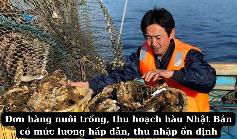 Đơn hàng nuôi trồng, thu hoạch hàu Nhật Bản có mức lương hấp dẫn, thu nhập ổn định