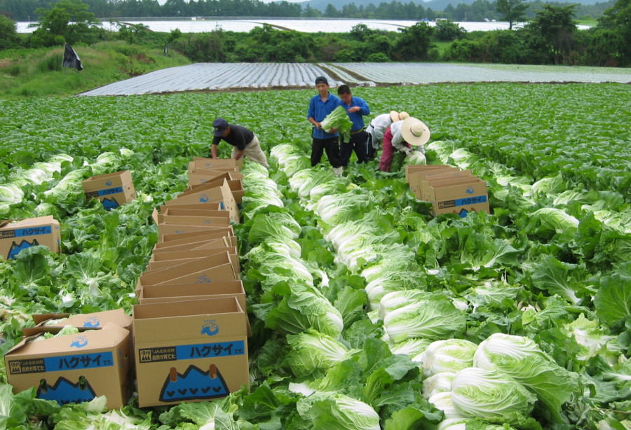 Lao động nam có đi đơn hàng nông nghiệp Nhật Bản được không?