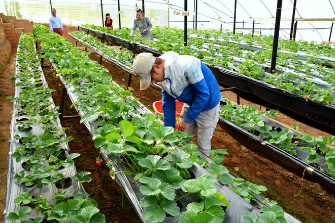 Đơn hàng nông nghiệp