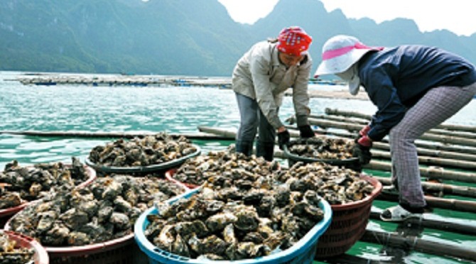 Đơn hàng không yêu cầu cao về trình độ và kinh nghiệm, phù hợp với nhiều lao động