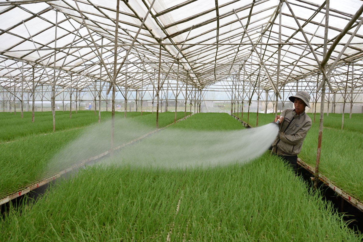 Đơn hàng trồng trọt trong nhà kính