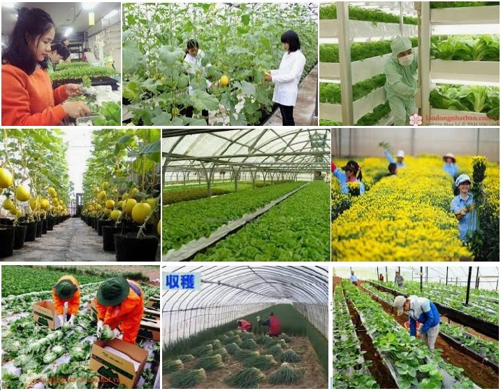 Cơ hội việc làm tại Nhật trong ngành Nông nghiệp