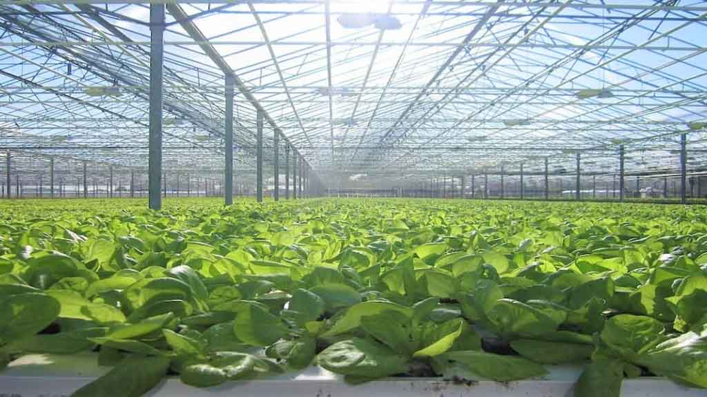 Những mô hình canh tác tiên tiến trong nền nông nghiệp Nhật Bản