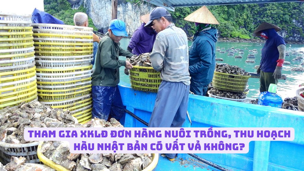 Tham gia XKLĐ đơn hàng nuôi trồng, thu hoạch hàu Nhật Bản có vất vả không?