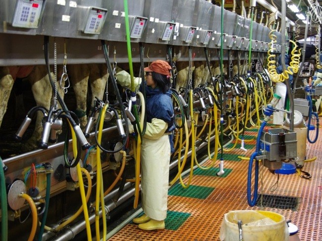 Công việc của thực tập sinh ngành nông nghiệp chăn nuôi 