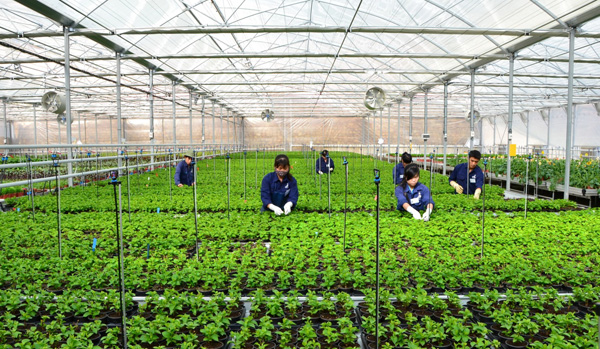 Công việc của thực tập sinh ngành nông nghiệp trồng trọt 