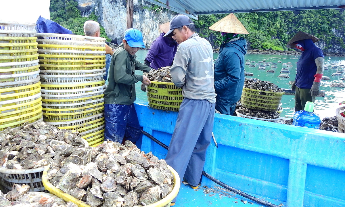 Tổng quan về nghề khai thác, nuôi hàu Nhật Bản